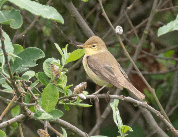 foto: Orpheus Spotvogel, Diederik Kok