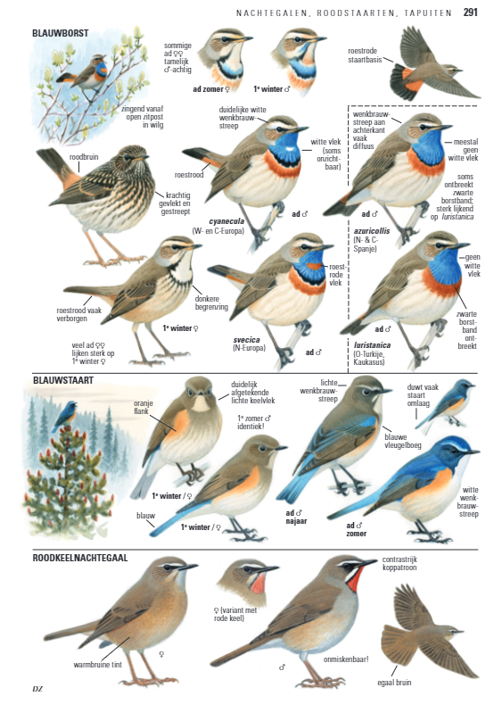 anwb-vogelgids-van-europa-4161940898