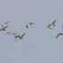 12,5 jaar Swarovski Vogelexcursies op Texel