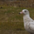 Texel Vogeleiland, vogels kijken tweede helft december