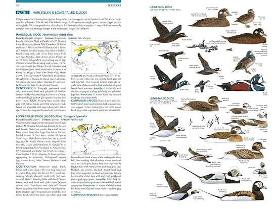 Vogelinformatiecentrum Texel seabirds 71Uj6muyd2L._SX550_